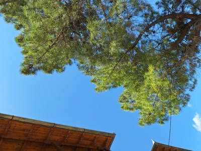 Κεντρο Υγείας Βασιλικής επικίνδυνα πεύκα δίπλα από στέγη