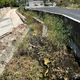 η βασιλικη σε μαυρο χαλι