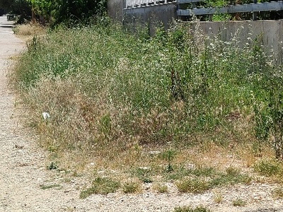 Ξεροχορτα για κόψιμο